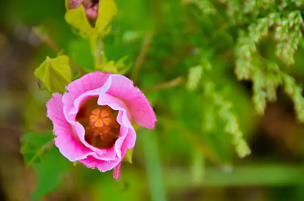 Hibiscus mutabilis, Cotton rose, Confederate rose. Close-up.