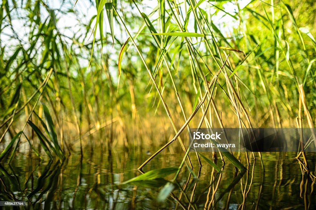 Wild nature at coastline, Mecklenburg Vorpommern Lake shore habitat with reed, surface level 2015 Stock Photo