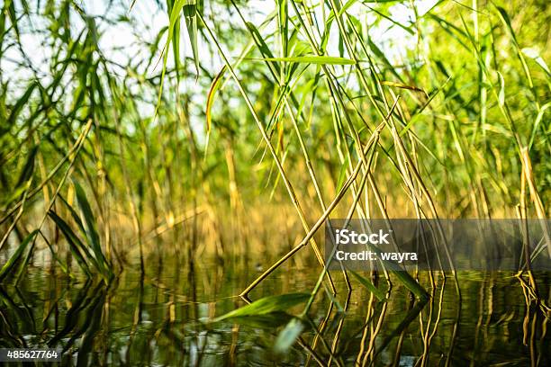 Wild Nature At Coastline Mecklenburg Vorpommern Stock Photo - Download Image Now - 2015, Coastline, Color Image