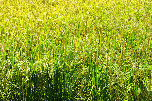White Rice Fram 590+ Fram Land Stock Photos, Pictures & Royalty-Free Images - iStock