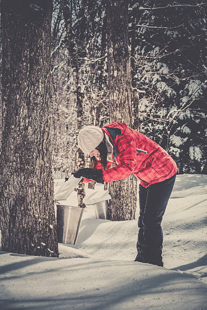 istock Woman Looking Inside Bucket Collecting Sap at Sugar Shack 485628162