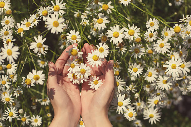 istock Hand Holding Wild Spring Chamomile Flowers in Green Field 485628590