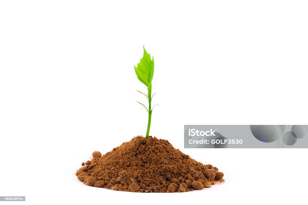 Growing young plant isolate on white background. 2015 Stock Photo