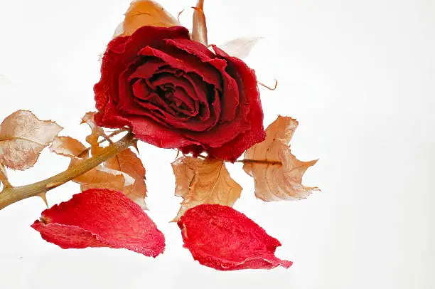 a single dried red rose with rose blazers on a white background.
