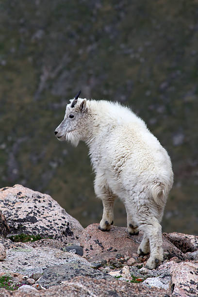 istock Young Rocky Mountain Goat looking over a cliff 485629347