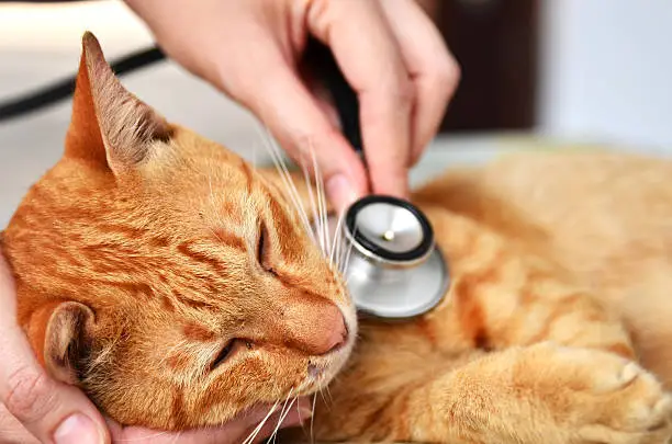 Veterinarian examining a kitten in animal hospital