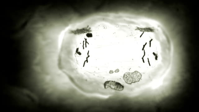 Stages of mitosis. Loopable. Biology background. Black and white.