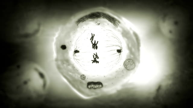 Stages of mitosis. Biology background. Black and white.