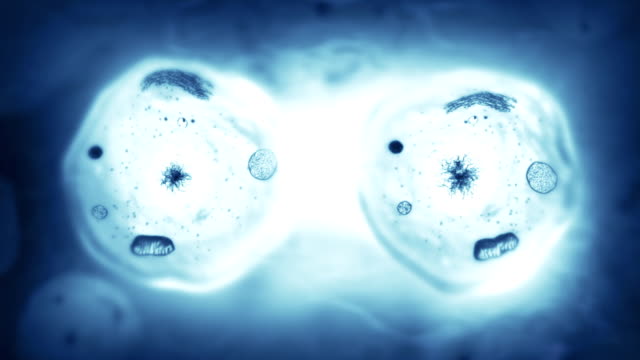 Stages of mitosis. Biology background. Blue.