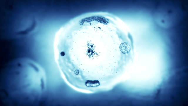 Stages of mitosis. Loopable. Biology background. Blue.