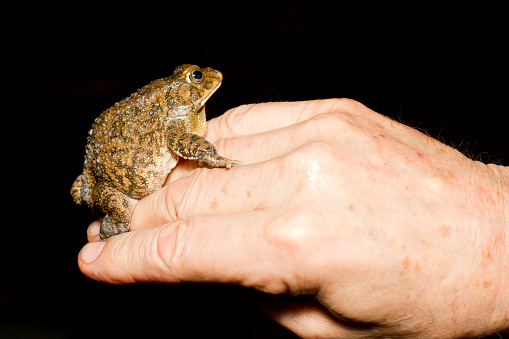 A small frog on a child's arm .