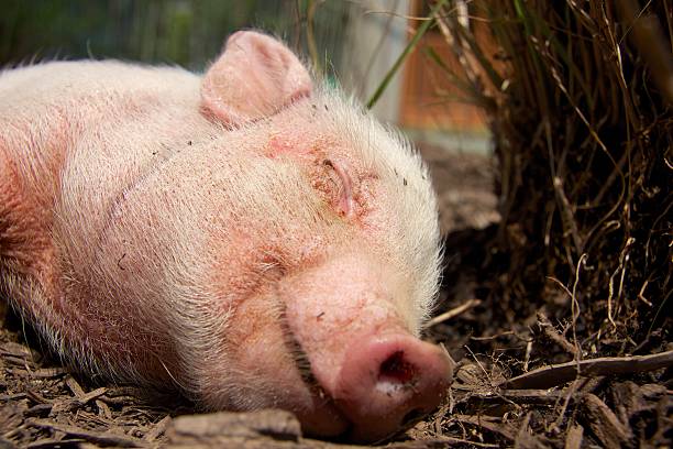 istock Sleeping Piglet on a hot summer day 485630523