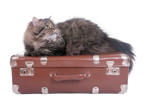 Persian cat lying on vintage suitcase over white background