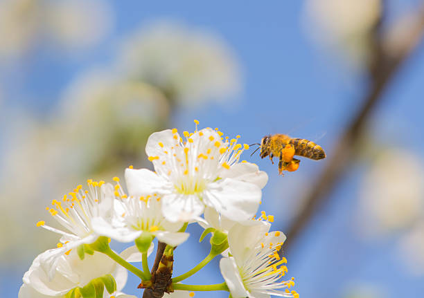 istock Bee collects pollen from flowers 485630865