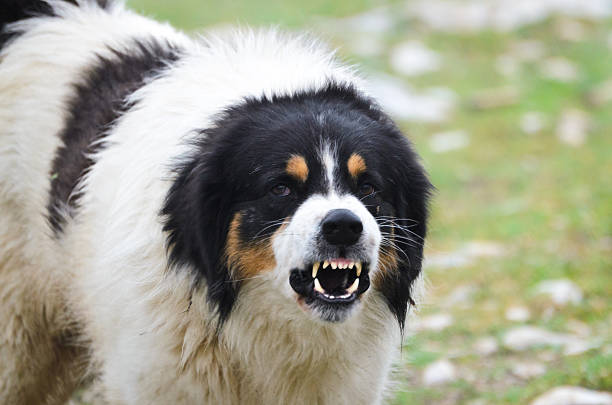 Angry Guard Dog snarling stock photo