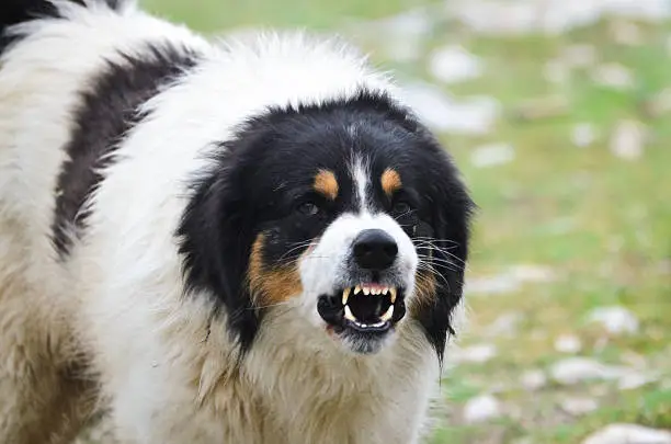 Photo of Angry Guard Dog snarling