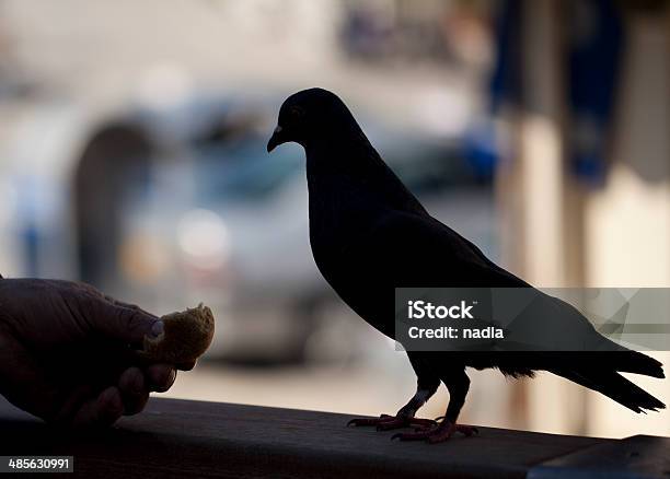 Pomba - Fotografias de stock e mais imagens de Adulto - Adulto, Alimentar, Amizade