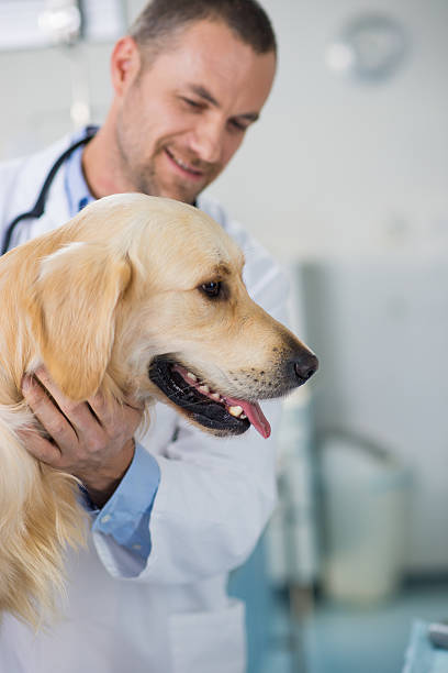 istock Veterinarian Examining A Dog 485631561