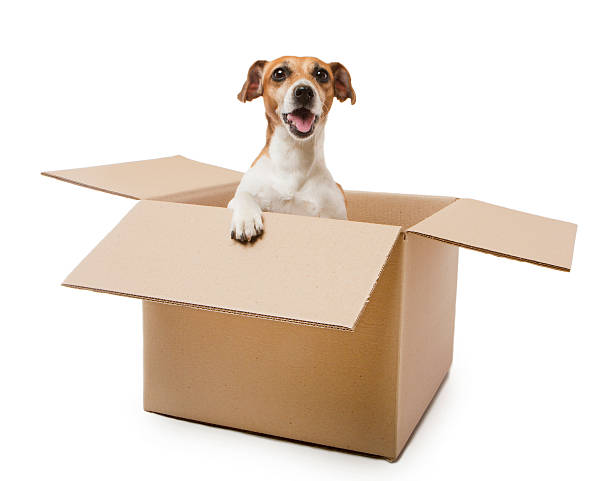 caixa de cachorro - caixa para transporte de animal de estimação - fotografias e filmes do acervo