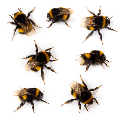 Photo of bumblebee collection isolated on white
