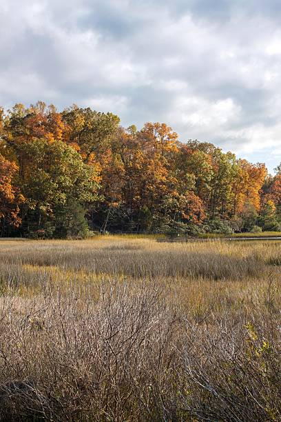 istock Autumn colors in a marine estuary 485632479