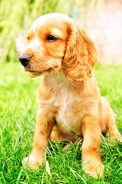 istock Cute spaniel puppy sitting on grass. 485632623