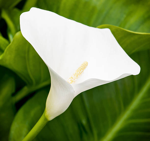 istock One white calla lily flower in the spring garden 485632727
