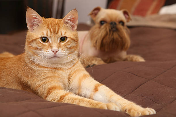istock Dog and orange kitten  on the bed 485632837