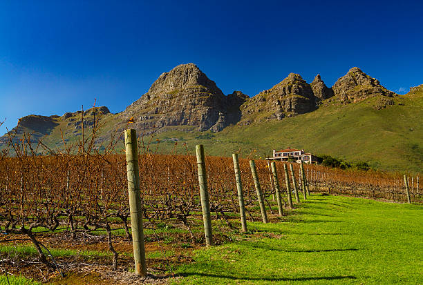 istock Stellenbosch Vineyards in Autumn 485633304