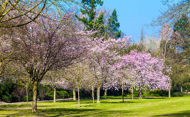 istock Sakura flowers blooming. Beautiful pink cherry blossom 485633449