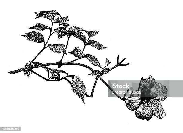 Antique Illustration Of Campsis Radicans Stock Illustration - Download Image Now