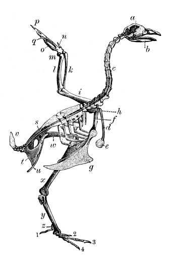 Antique illustration of skeleton of bird (fowl)