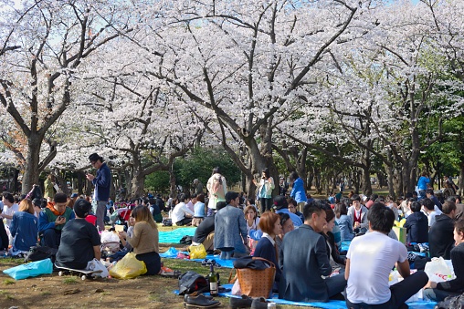 Tokyo, Japan - March 31, 2014: Visitors enjoy their picnic under the cherry blossoms at Yoyogi Park.
