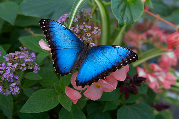 istock Blue Butterfly on Pink Flower 485635221