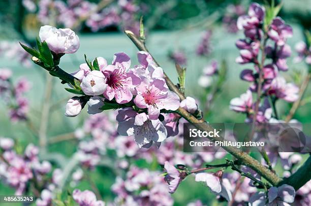 Blossoming 복숭아색 나무를 과수원 0명에 대한 스톡 사진 및 기타 이미지 - 0명, 과수원, 과실나무