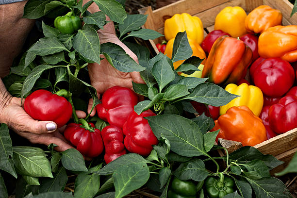 farmer demuestra el cultivo de pimientos - pepper bell pepper growth ripe fotografías e imágenes de stock