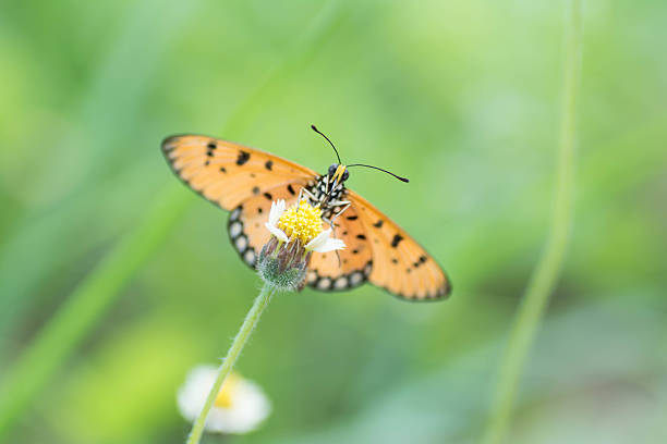 istock Butterfly sucking nectar from flowers. 485635264