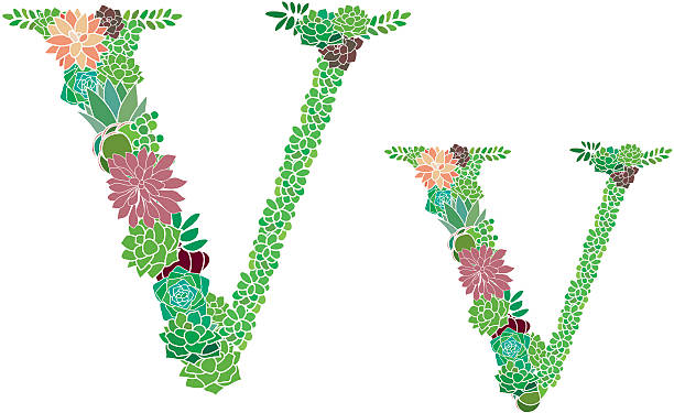 Succulent letter V and v vector art illustration