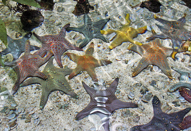 group of multi-clolored starfish stock photo