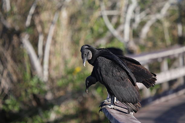 BLACK VULTURE BLACK VULTURE      FIELD MARKS- small,partially unfeathered head and hooked bill sooty,black plumage shows large white patches at base of primaries  american black vulture photos stock pictures, royalty-free photos & images