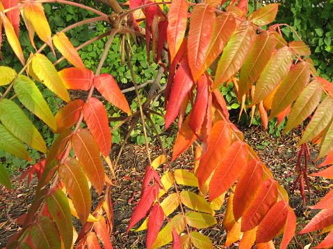 sumac,leaves,autumn