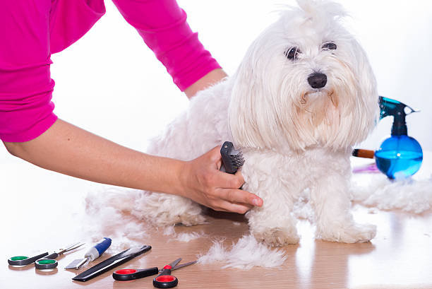 istock Girl and pet. 485638608