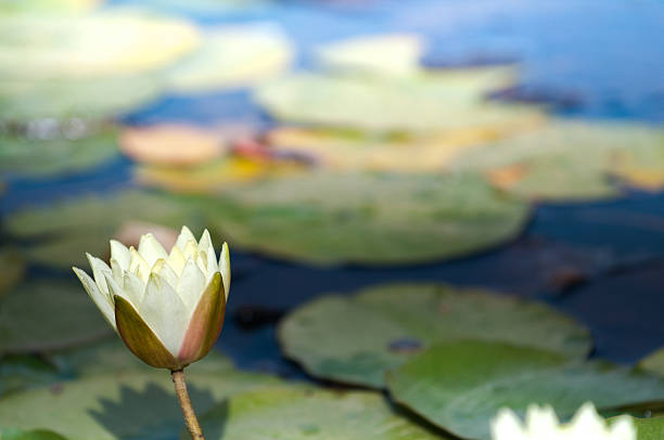 istock water lily pads in a pond 485640424
