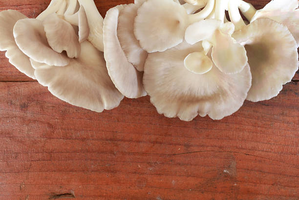 istock oyster mushrooms on a wood background 485641536