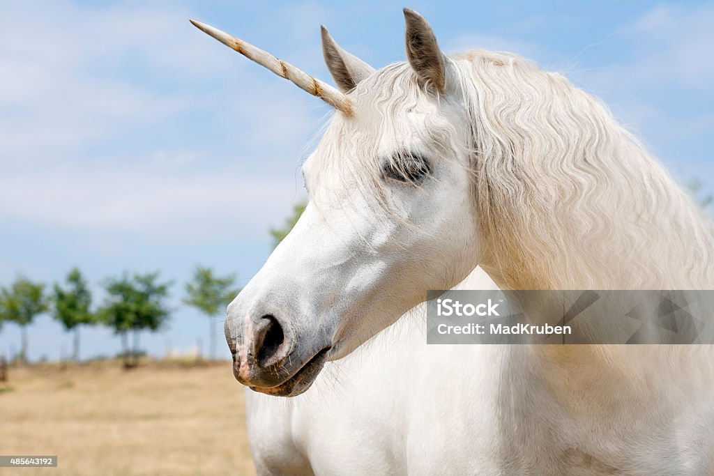 Unicornio  - Foto de stock de Unicornio libre de derechos