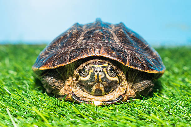 istock turtle on green grass texture background eco concept, asia, thai 485643482
