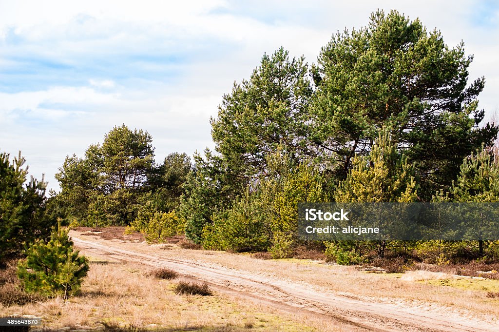 Pine forest landscape in with rural road. 2015 Stock Photo