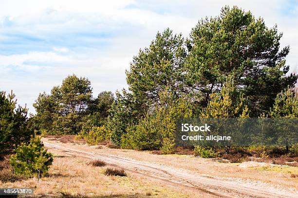 Pine Forest Landscape In With Rural Road Stock Photo - Download Image Now - 2015, Agricultural Field, Agriculture