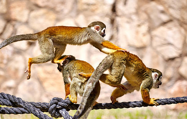 monos jugando en la cuerda - play the ape fotografías e imágenes de stock