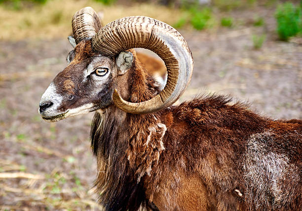 istock Ibex the wild mountain goat with amazing horns 485646640